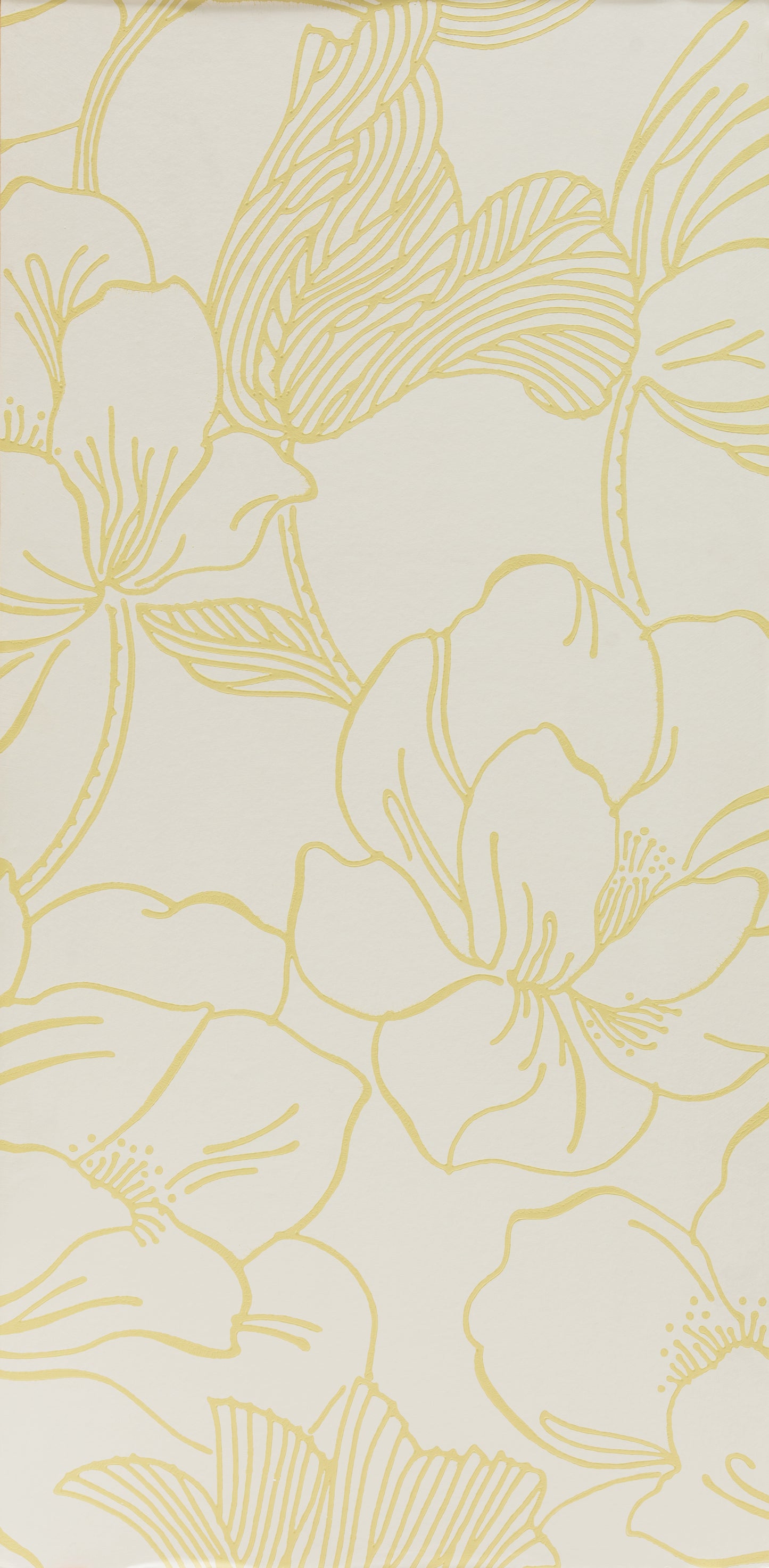 Helleborus