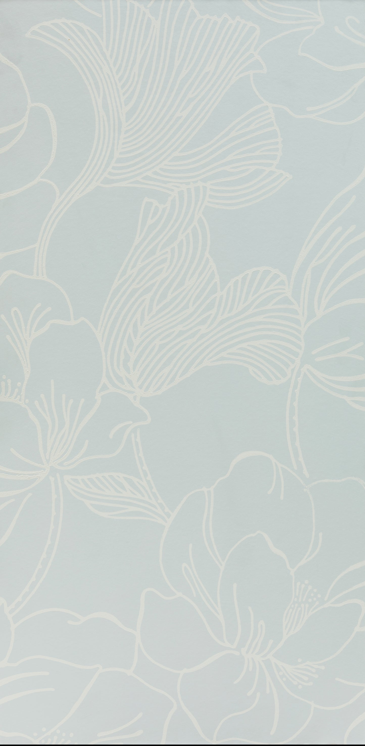 Helleborus
